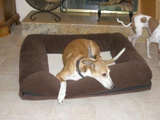 Bingo Box Bed