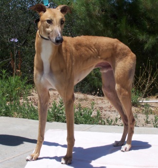 Red fawn greyhound hot sale