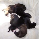 8 Puppies Adopted