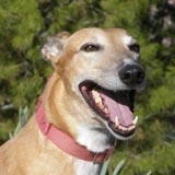 Cinnamon - Cara Adopted