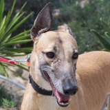 Katie Adopted