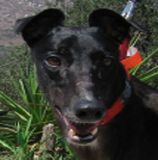 Nera
