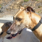 Piper Adopted