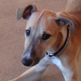 Raine for Adoption