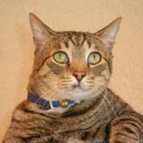 Tiger The Cat Tester