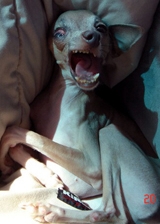 Victoria Wins Ugliest Dog Contest