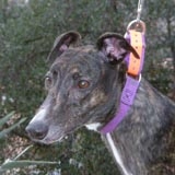 Desiree Adopted