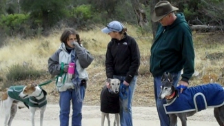 Greyhounds At Wolf Center